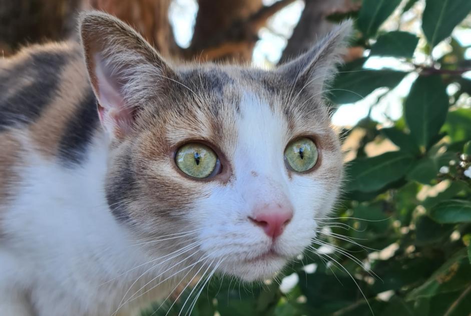 Alerte Disparition Chat Femelle , 4 ans Le Pallet France