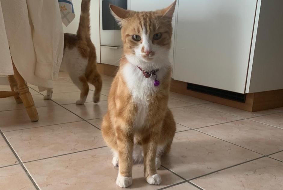 Alerte Disparition Chat Mâle , 5 ans Châtel-Saint-Denis Suisse