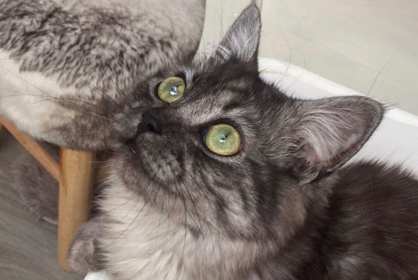 Alerte Disparition Chat  Mâle , 7 ans Rochefort-Samson France