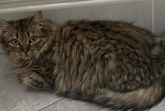 Alerte Disparition Chat  Femelle , 1 ans Portes-lès-Valence France