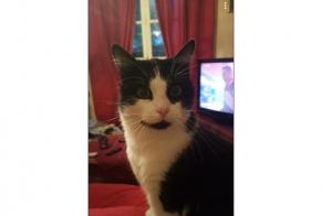 Alerte Disparition Chat Mâle , 11 ans Saint-Germain-la-Blanche-Herbe France