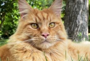 Alerte Disparition Chat  Mâle , 5 ans La Frette-sur-Seine France