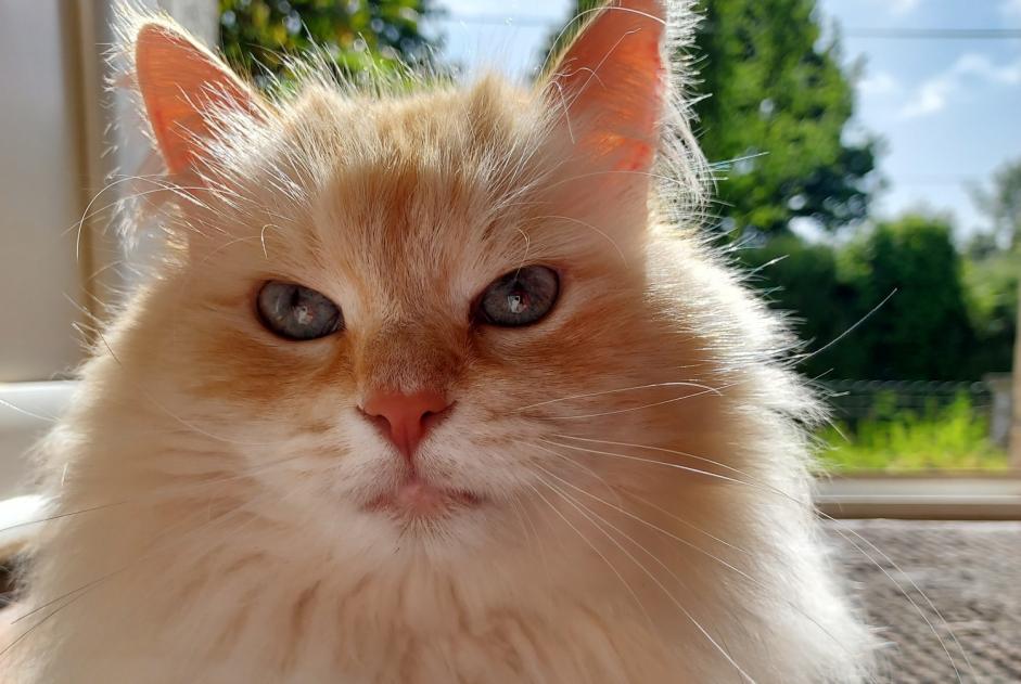 Alerte Disparition Chat  Mâle , 8 ans Motreff France