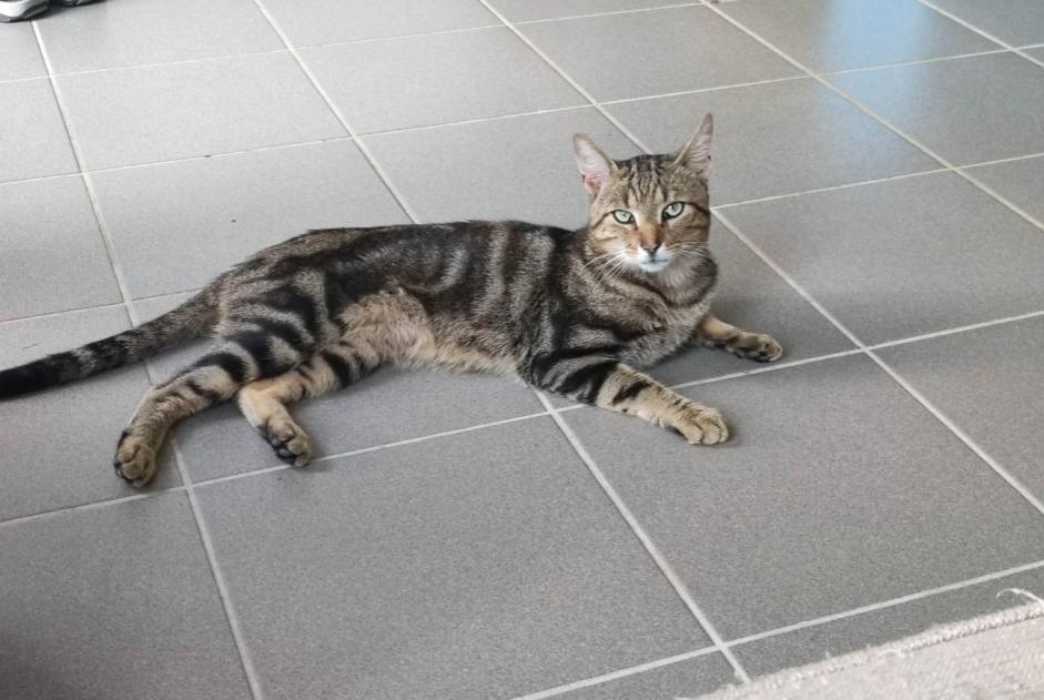 Alerte Disparition Chat Mâle , 3 ans Bully-les-Mines France