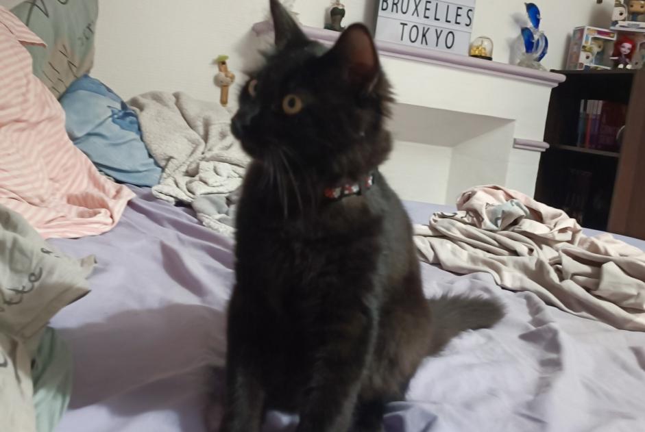 Alerte Disparition Chat Mâle , 2 ans Coulonges-sur-l'Autize France