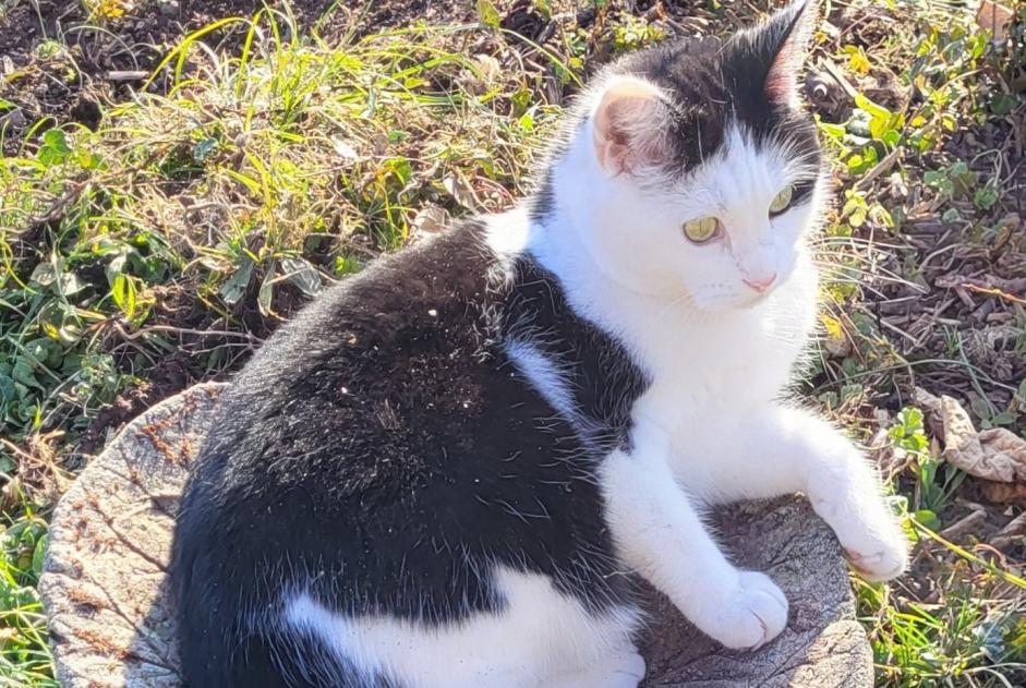 Alerte Disparition Chat Femelle , 4 ans Blonay - Saint-Légier Suisse