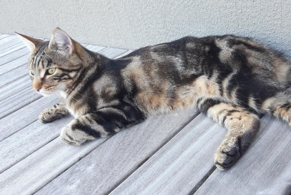 Alerte Disparition Chat Mâle , 3 ans Estavayer Suisse