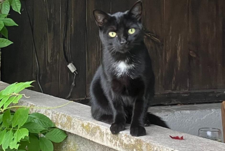 Alerte Disparition Chat croisement Femelle , 4 ans Jussy Suisse