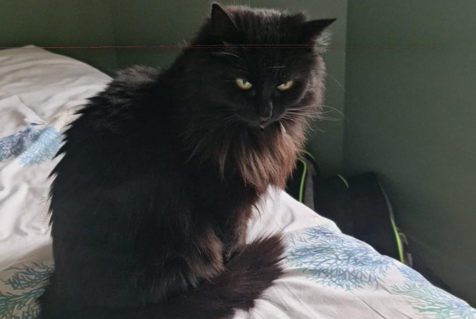 Alerte Disparition Chat  Femelle , 11 ans Saint-Pierre-d'Oléron France