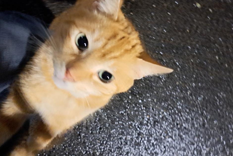 Alerte Découverte Chat Mâle , 5 ans Liège Belgique