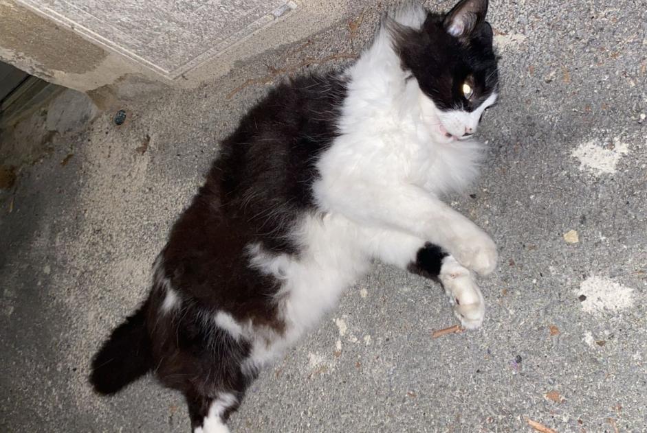 Alerte Découverte Chat Inconnu Brive-la-Gaillarde France