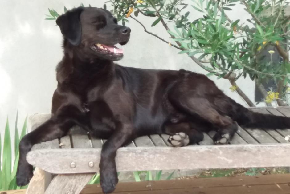 Alerte Disparition Chien croisement Mâle , 13 ans Marignane France