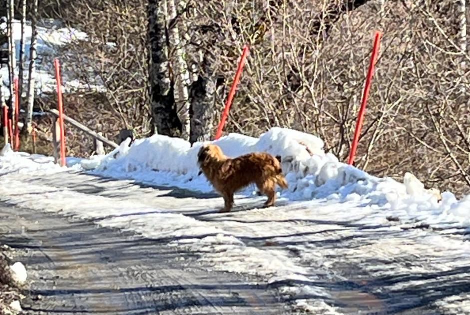 Alerte Découverte Chien Inconnu Arbaz Suisse