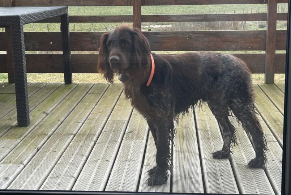 Alerte Découverte Chien Mâle Vernancourt France