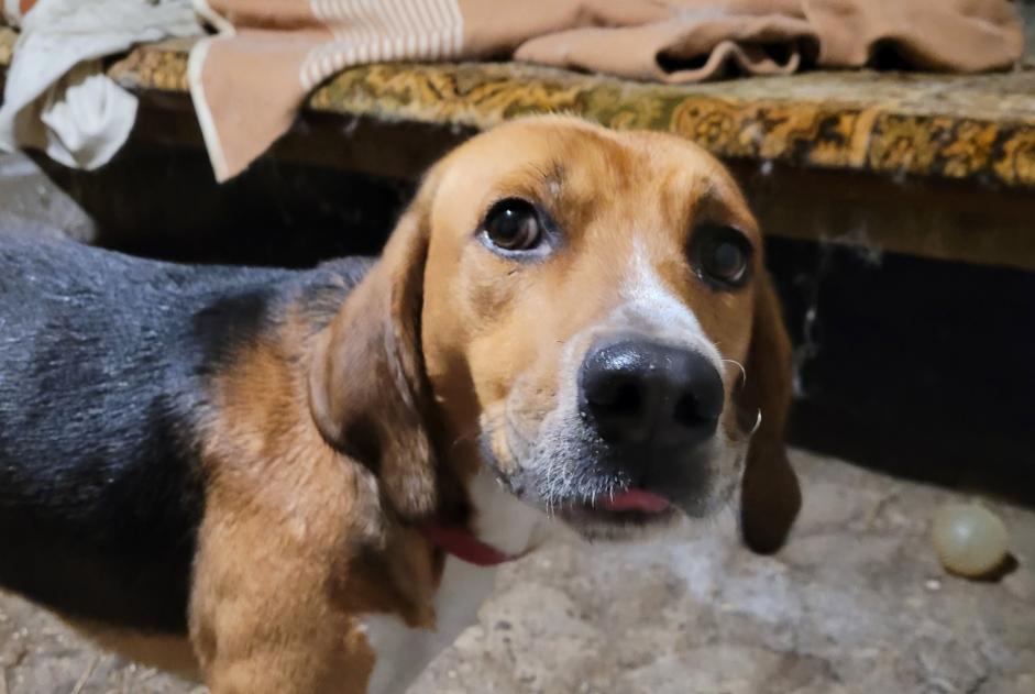 Alerte Découverte Chien Mâle Pontaumur France