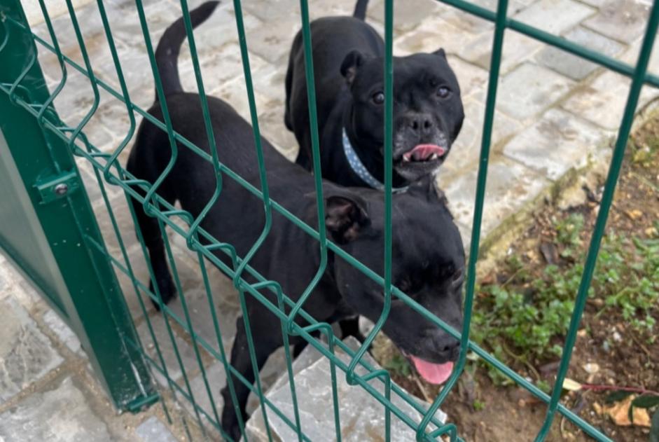 Alerte Découverte Chien  Femelle Birieux France