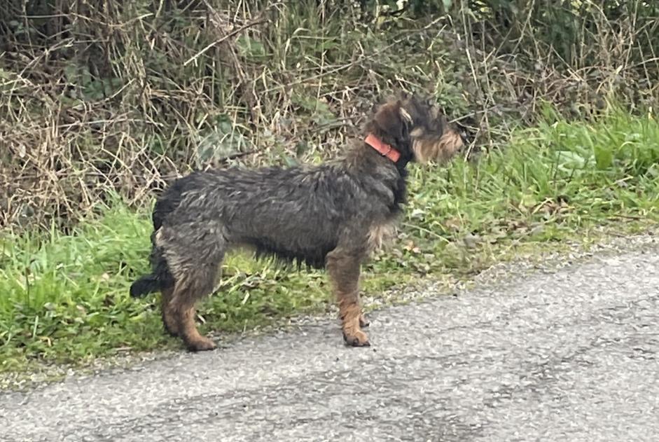 Alerte Découverte Chien  Inconnu Chaumes-en-Retz France