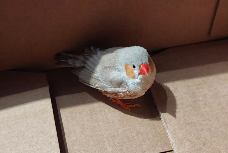 Alerte Découverte Oiseau Inconnu Saint-Joachim France