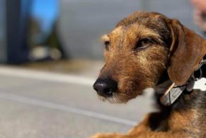 Avviso scomparsa Cane incrocio di razze Femmina , 7 anni Stotzheim Francia