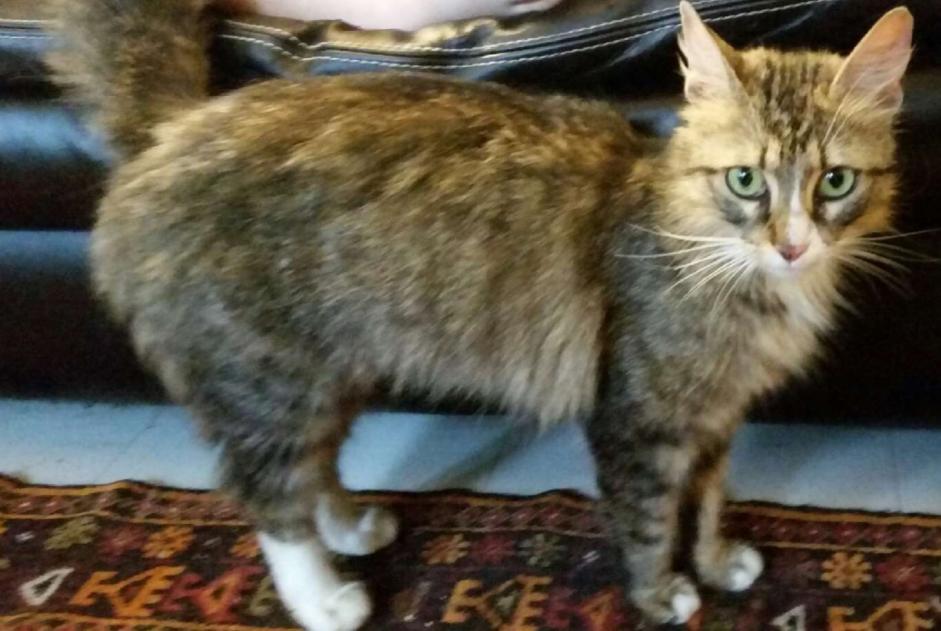 Avviso scomparsa Gatto Femmina , 8 anni Reims Francia