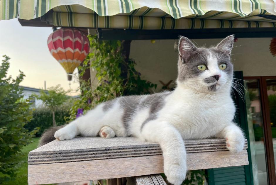 Avviso scomparsa Gatto incrocio di razze Femmina , 3 anni Collombey-Muraz Svizzera