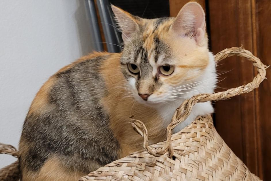 Avviso scomparsa Gatto  Femmina , 2 anni Saverdun Francia