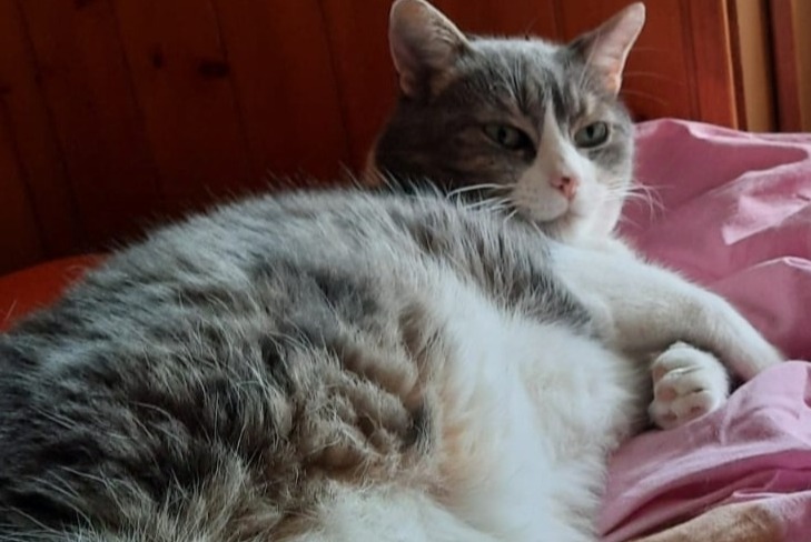 Avviso scomparsa Gatto incrocio di razze Maschio , 9 anni Champéry Svizzera