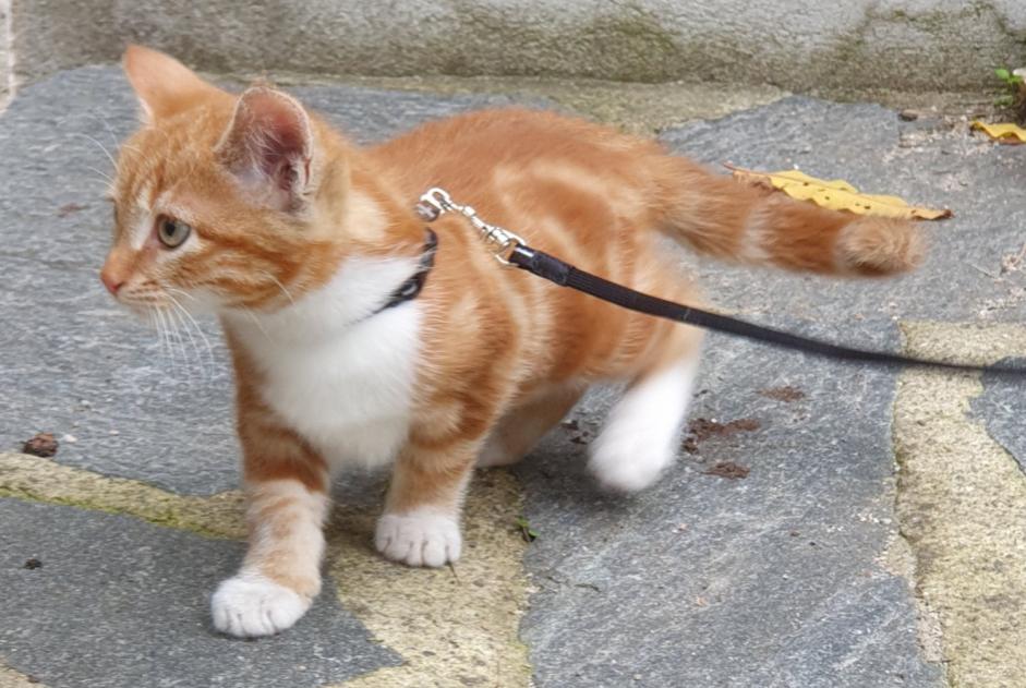 Avviso scomparsa Gatto incrocio di razze Maschio , 1 anni Le Landeron Svizzera