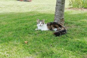 Avviso scomparsa Gatto Femmina , 7 anni Voulton Francia