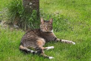 Avviso scomparsa Gatto incrocio di razze Femmina , 5 anni Marigny-l'Église Francia