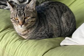 Avviso scomparsa Gatto Maschio , 2 anni Yvonand Svizzera