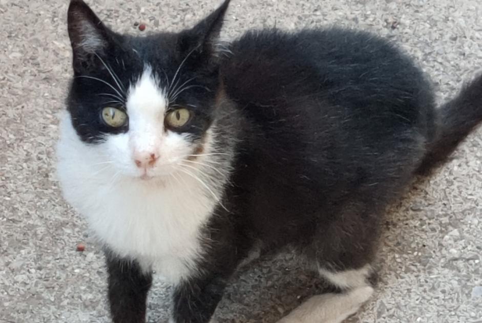 Avviso scomparsa Gatto Femmina , 17 anni Sète Francia