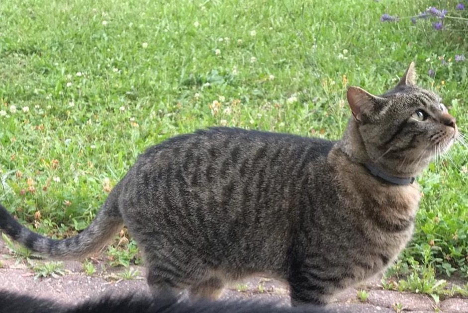 Avviso scomparsa Gatto incrocio di razze Maschio , 11 anni Cottens Svizzera