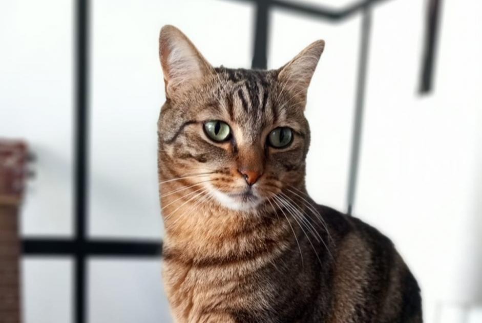 Avviso scomparsa Gatto incrocio di razze Maschio , 7 anni Rennes Francia