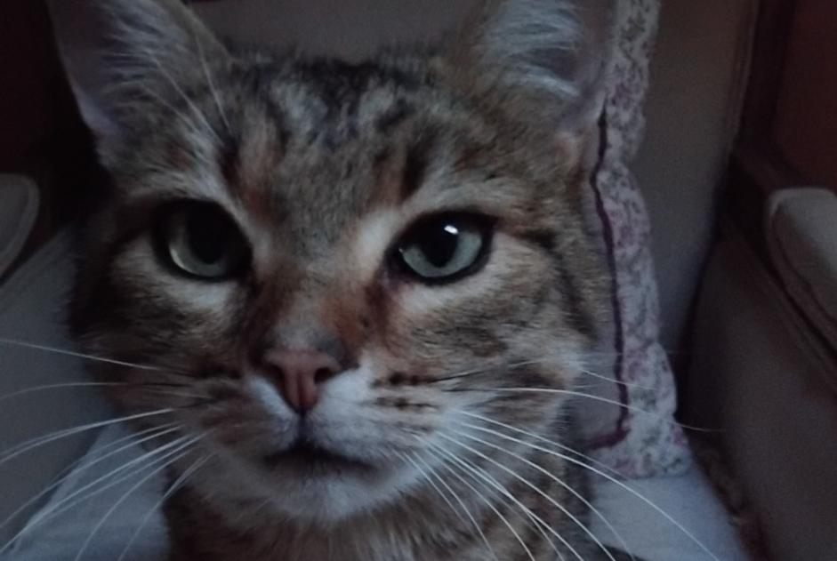 Avviso scomparsa Gatto incrocio di razze Maschio , 6 anni Dun-les-Places Francia