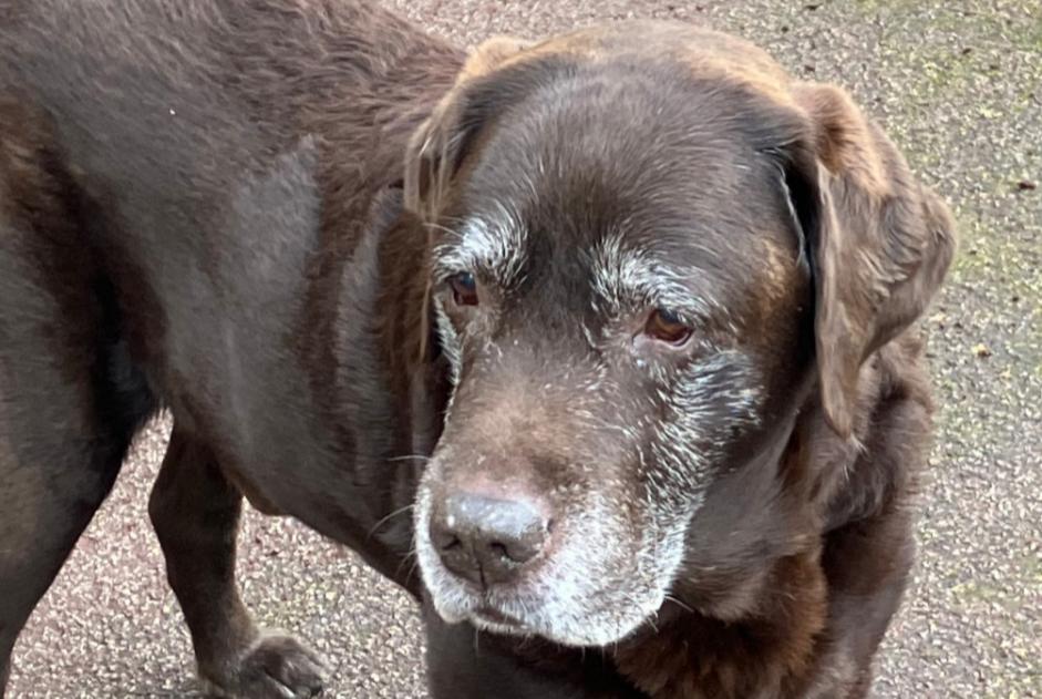 Ontdekkingsalarm Hond  Mannetje Châtenay-Malabry Frankrijk