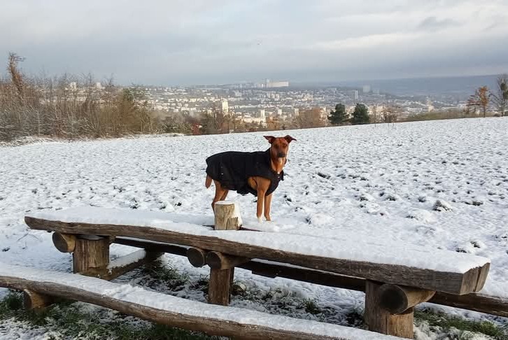 Verdwijningsalarm Hond rassenvermenging Vrouwtje , 2 jaar Houdemont Frankrijk