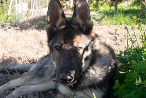 Verdwijningsalarm Hond  Mannetje , 1 jaar Alhaurín el Grande Spanje