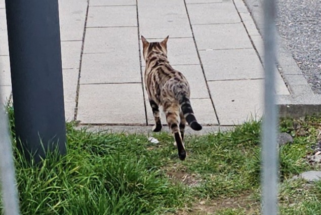 Ontdekkingsalarm Kat  Onbekend Kelsterbach Duitsland