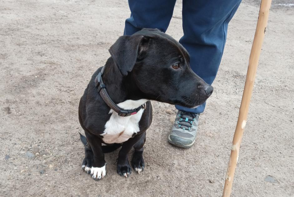 Alerta descoberta Cão Desconhecido Vaugneray France