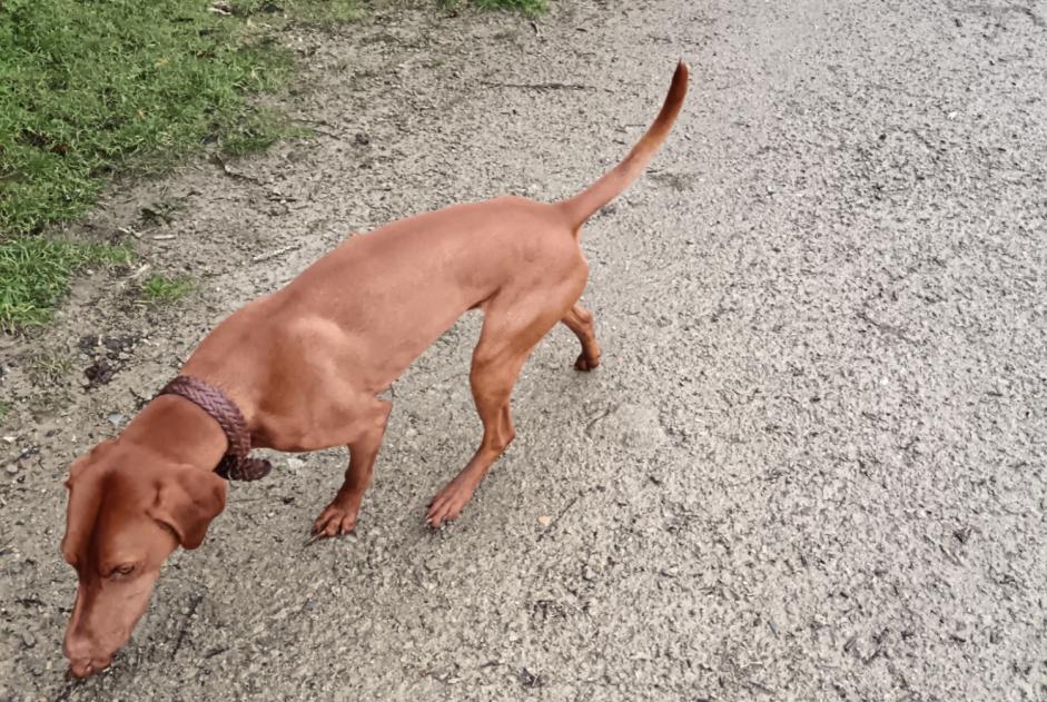 Alerta descoberta Cão  Macho Auray France