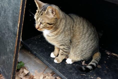 Alerta desaparecimento Gato Européen Macho , 10 anos Mennecy France