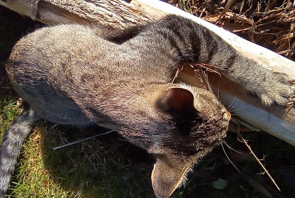 Alerta desaparecimento Gato cruzamento Macho , 5 anos Trégueux France