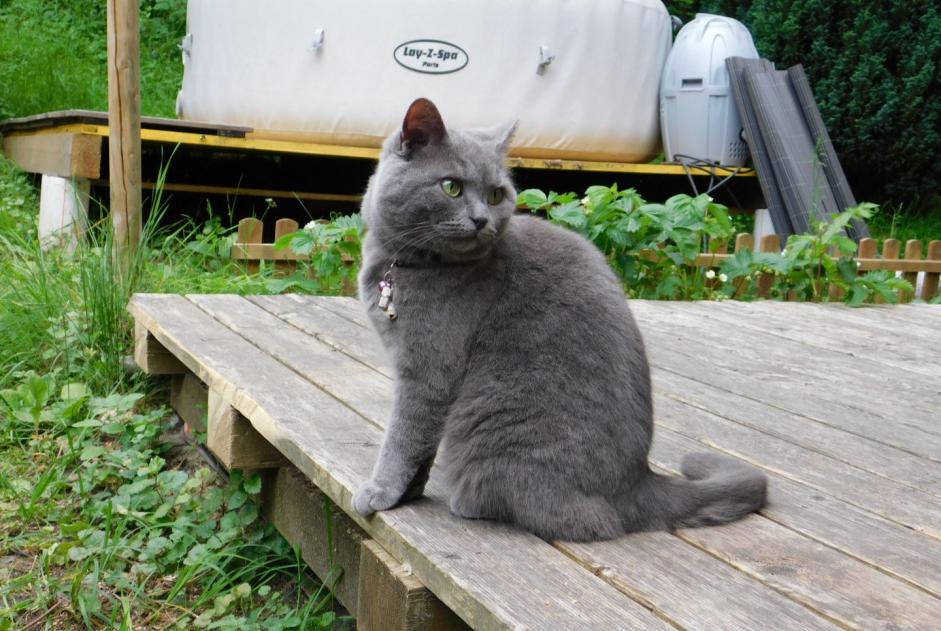 Alerta desaparecimento Gato cruzamento Fêmea , 9 anos Cheyres-Châbles Switzerland