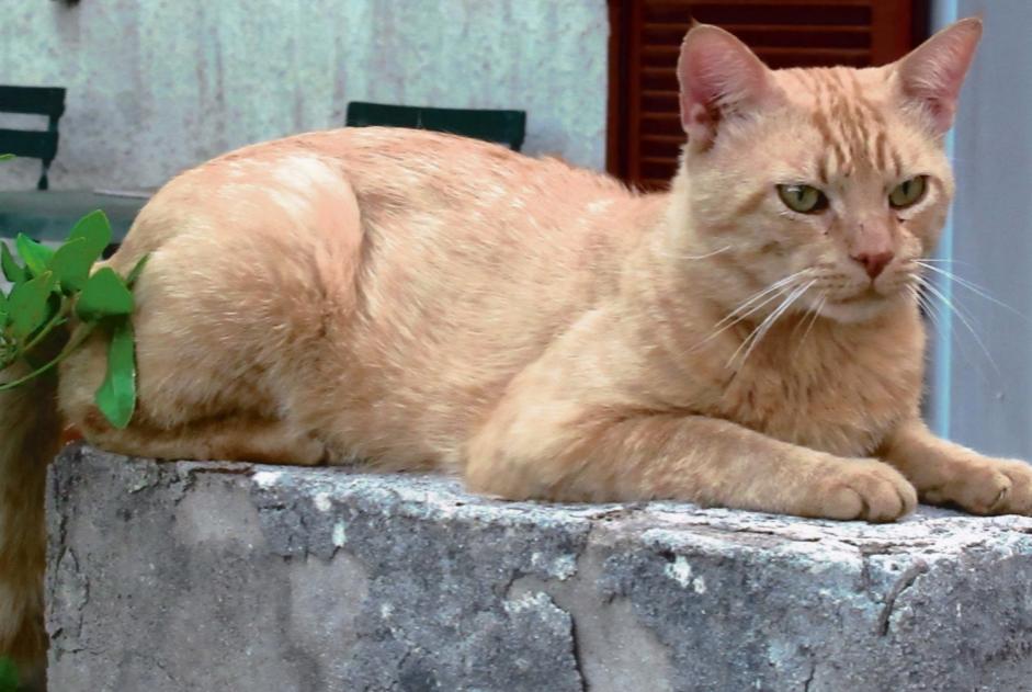 Alerta desaparecimento Gato  Macho , 12 anos Mimet France