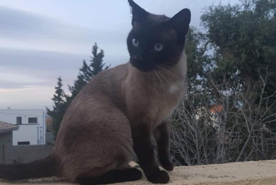 Alerta desaparecimento Gato  Macho , 6 anos Perpignan France