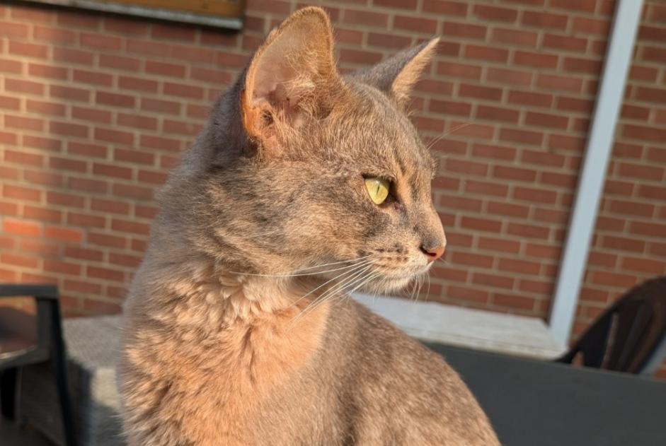 Alerta desaparecimento Gato  Macho , 2 anos Charleroi Belgium