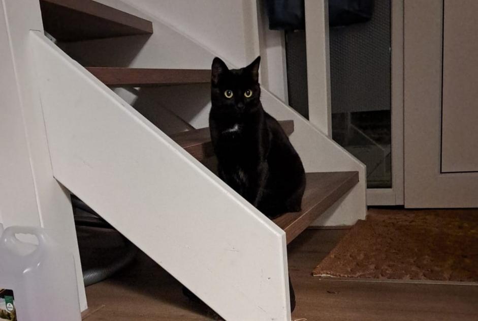 Alerta desaparecimento Gato Fêmea , 2 anos Dronten Netherlands