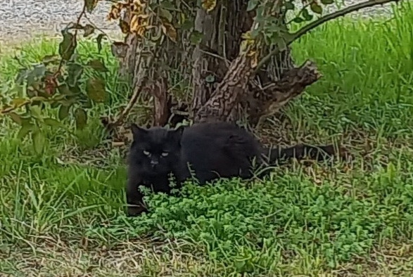 Alerta desaparecimento Gato Macho , 13 anos Breteuil France