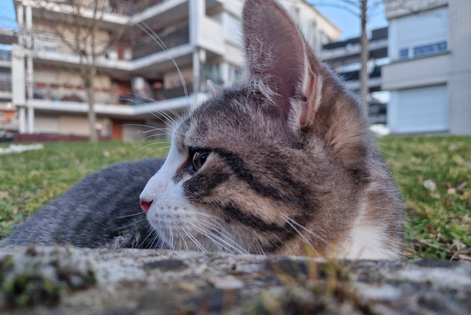 Alerta descoberta Gato Macho , 2025 anos Créteil France